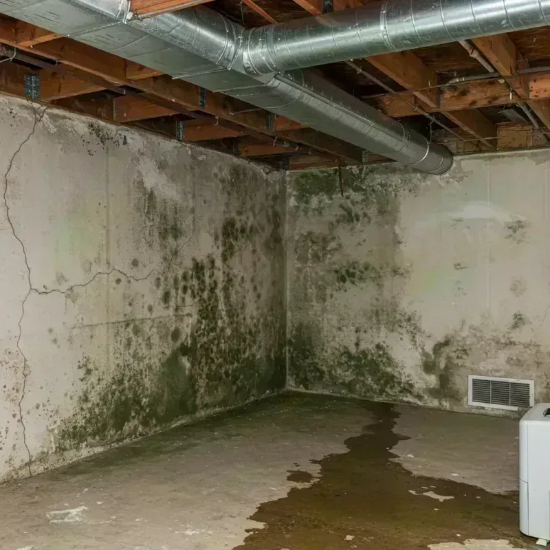 Professional Mold Removal in Firestone, CO